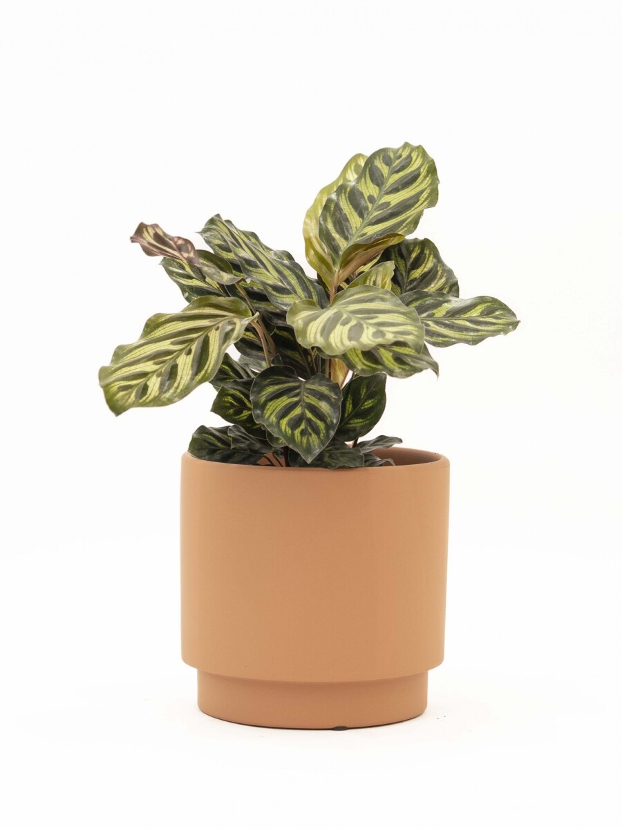 CALATHEA CON MACETA CERAMICA TERRACOTA