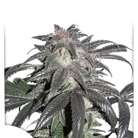 FEM - BUBBA ISLAND KUSH X3 UNIDADES FEM - BUBBA ISLAND KUSH X3 UNIDADES