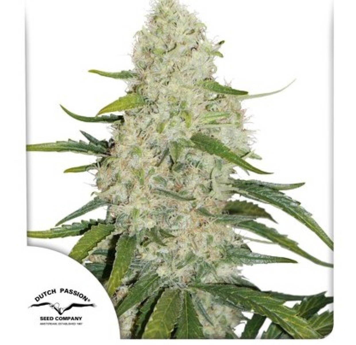 AUTO - THINK BIG® X3 UNIDADES 