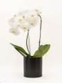 ORQUIDEA CURVA CON MACETA NEGRA