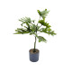 Planta Monstera 30cm Planta Monstera 30cm
