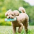 Juguete Dental Hueso Dispensador Comida Perro Anti Sarro Color Variante Blanco Celeste
