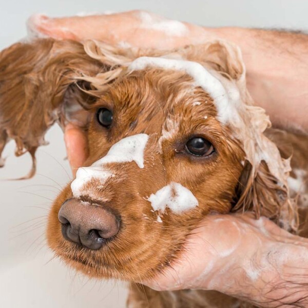 Shampoo Neutro Perro Gato Mascotas Up Clean 750Ml Limpieza Shampoo Neutro Perro Gato Mascotas Up Clean 750Ml Limpieza