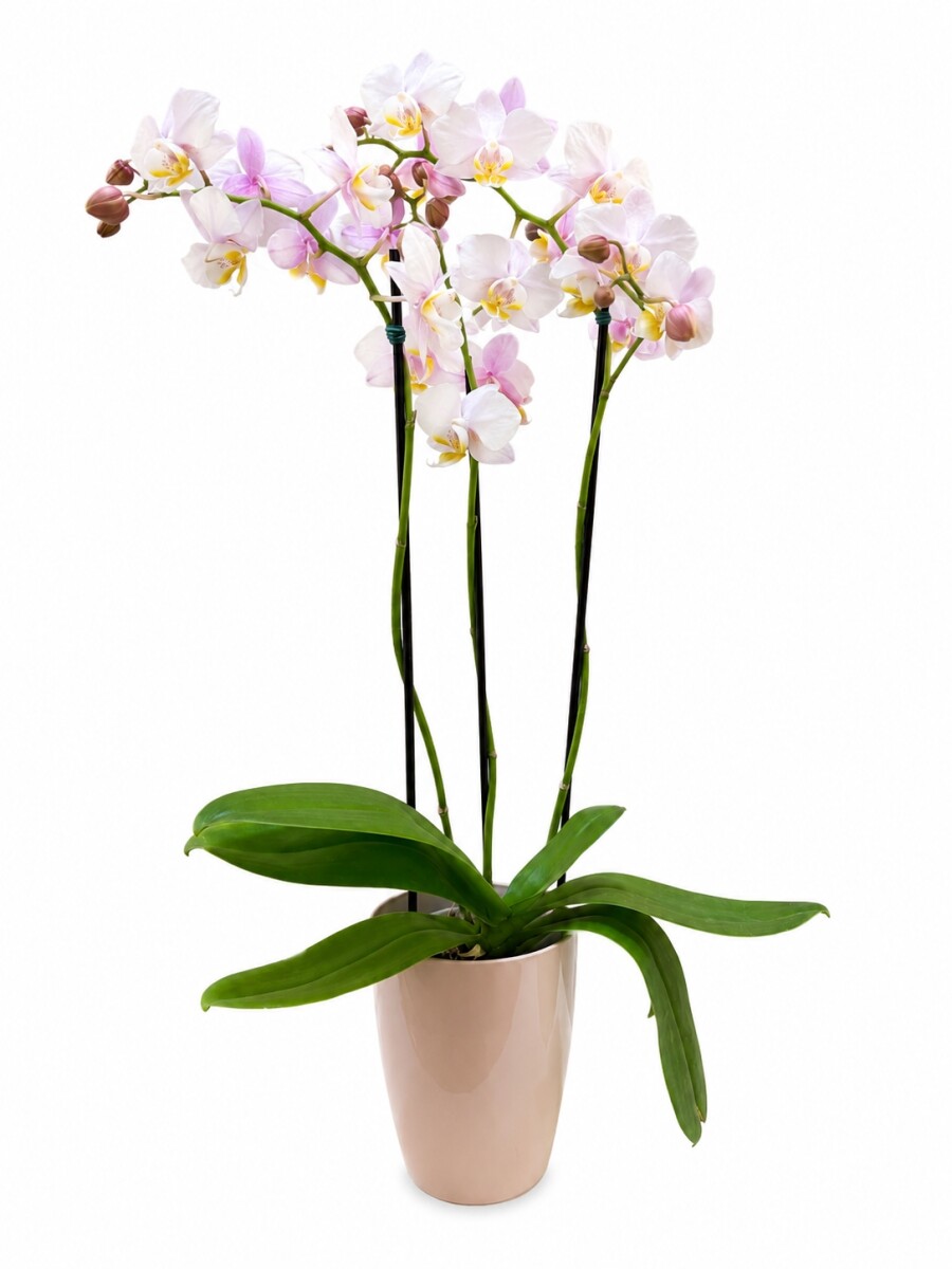 ORQUÍDEA MINI CON MACETA ROSA