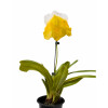 ORQUÍDEA PAPHIOPEDILUM AMARILLA
