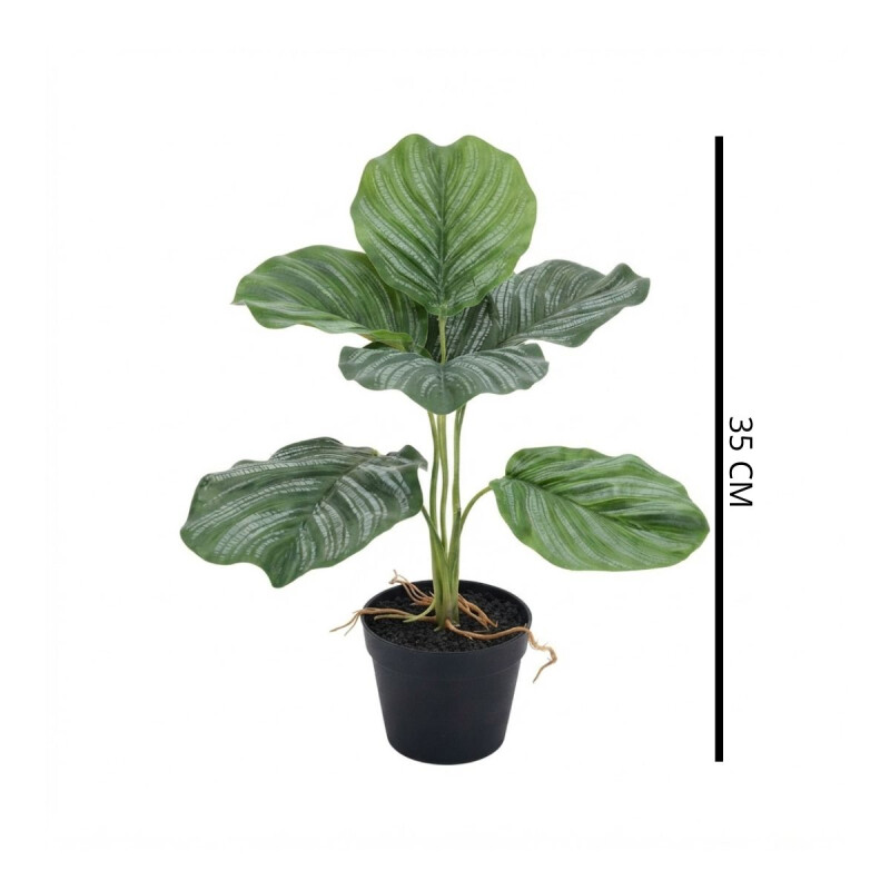 Planta Calathea Con Maceta Planta Calathea Con Maceta