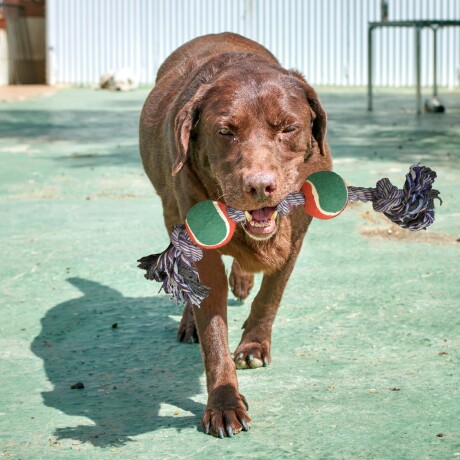 Juguete Cuerda Trenzada 2 Pelotas Tenis Nudos para Mascotas Verde/rojo