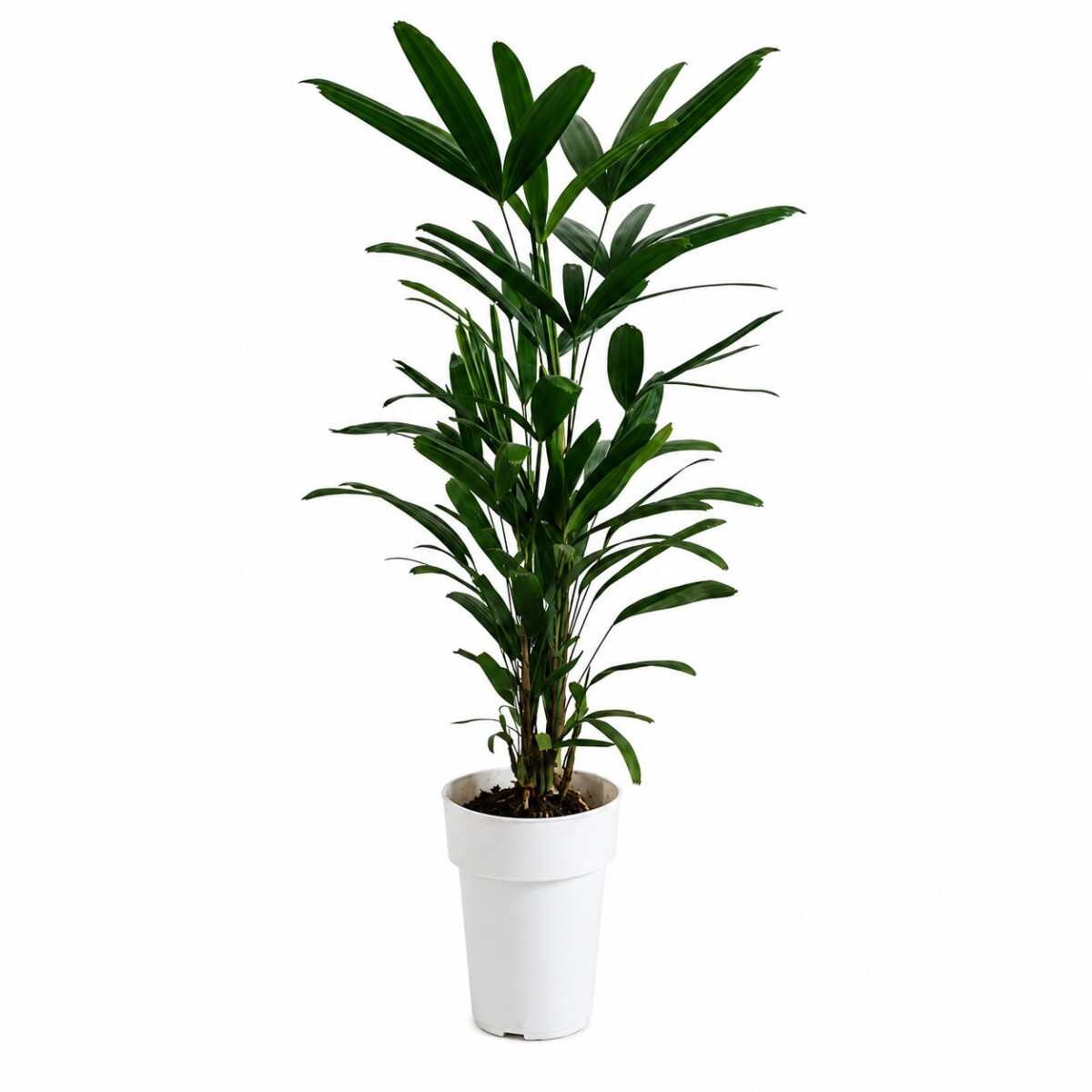 PALMERA RAPHIS S 