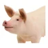 Safari Pig Cerdo Lindo Animal Chancho Figura Coleccion Safari Pig Cerdo Lindo Animal Chancho Figura Coleccion