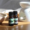 Aceite 10ml hornito Miel