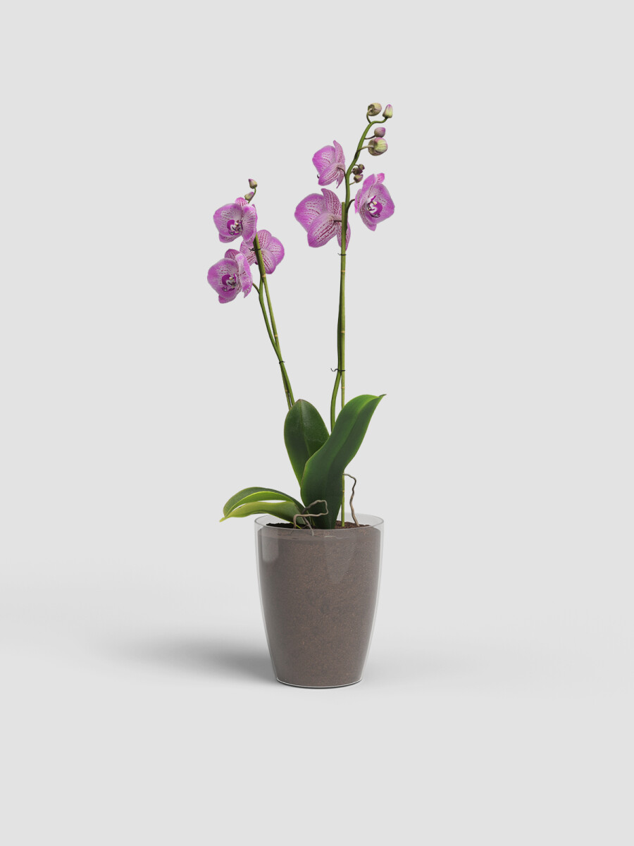 MACETA PARA ORQUIDEA MINI TRANSPARENTE