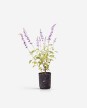 Salvia Guaranitica - H: 60cm Salvia Guaranitica - H: 60cm