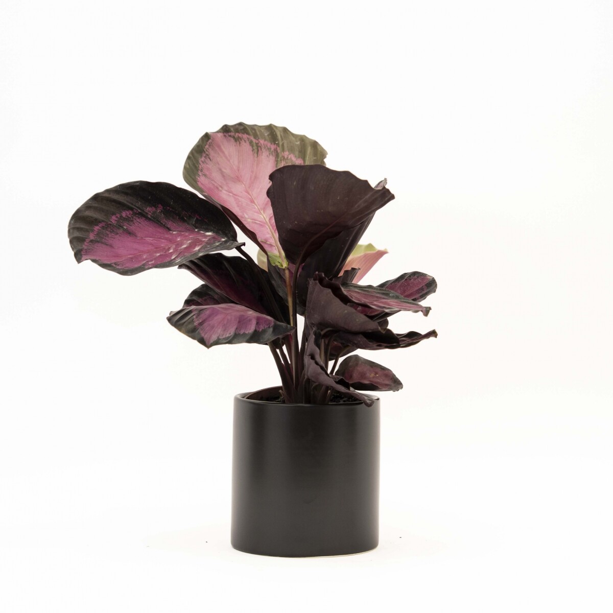 CALATHEA - CON MACETA CERAMICA NEGRA 