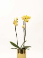 ORQUIDEA CON MACETA MINIMALISTA DORADA