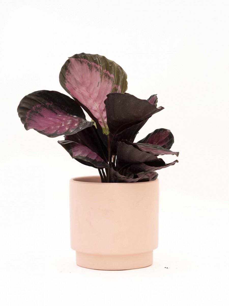 CALATHEA CON MACETA CERAMICA ROSA