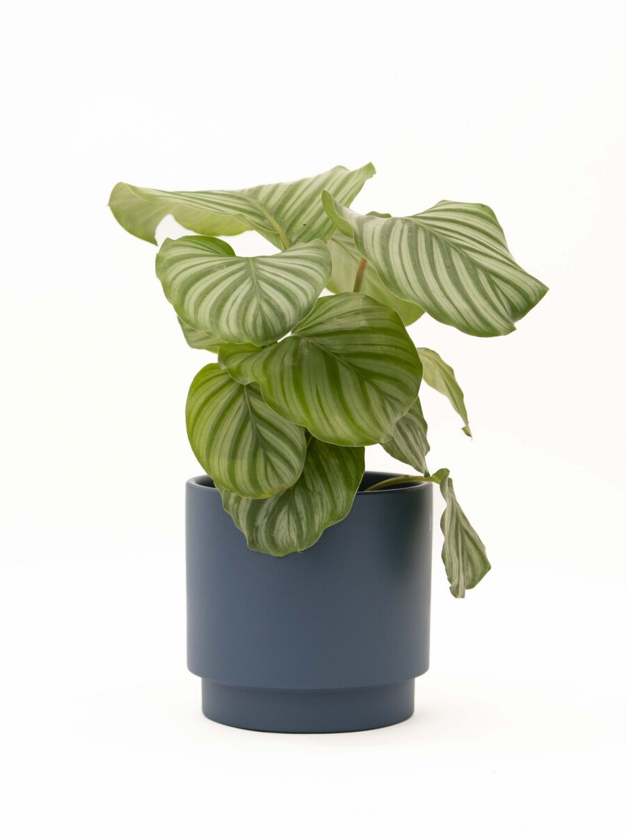 CALATHEA CON MACETA CERAMICA AZUL