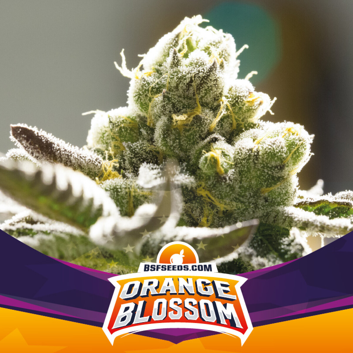 FEM - ORANGE BLOSSOM - X7 UNIDADES 