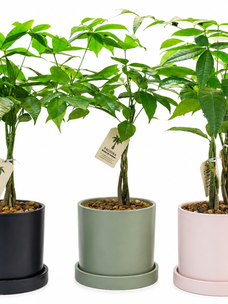 MONEY TREE (PACHIRA AQUATICA)EN MACETA CERAMICA GRIS