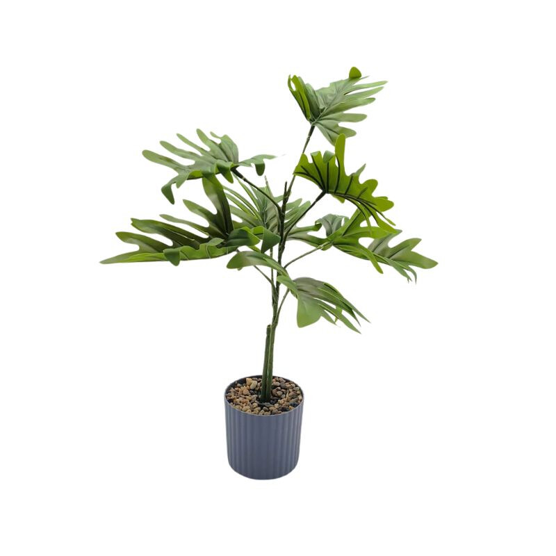 Planta Monstera 30cm Planta Monstera 30cm