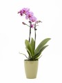 ORQUÍDEA MINI CON PORTA MACETA PORTA MACETA VERDE AGUA