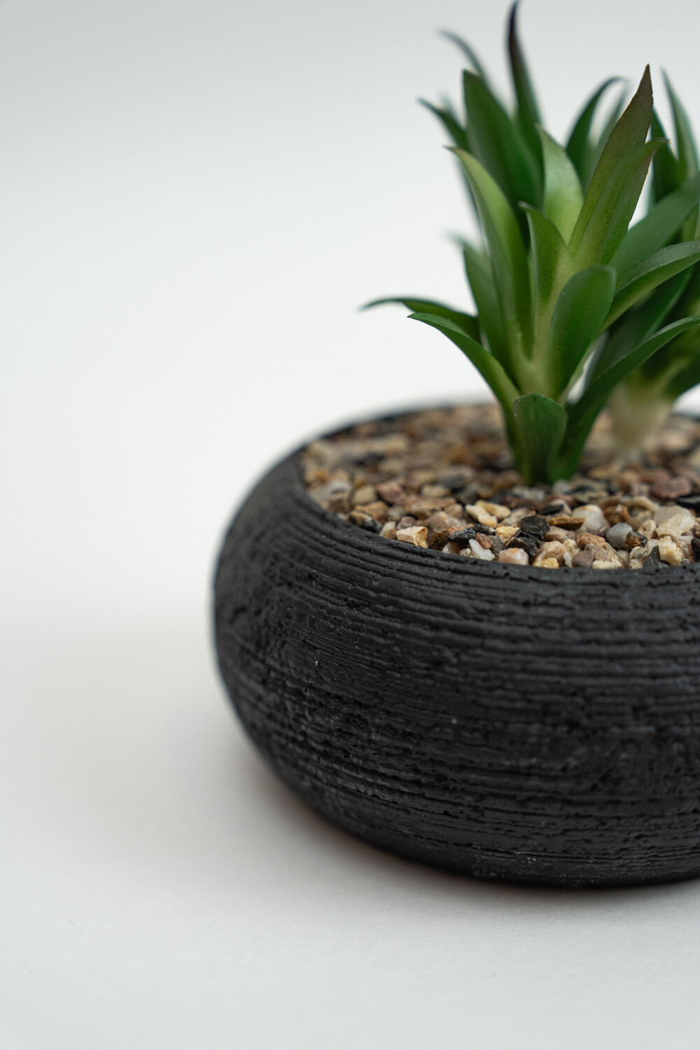 Planta Quovi Estampado 2