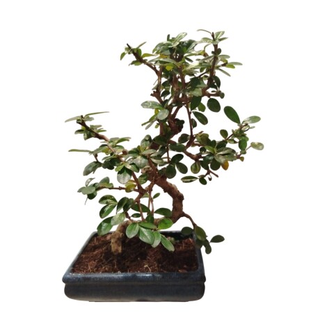 Bonsai Carmona 12 Años 35CM 001