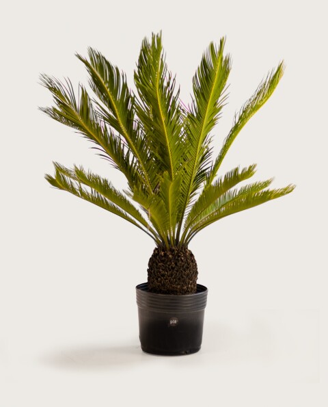 Palmera Cyca M