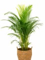 PALMERA ARECA EN CANASTO PALMERA ARECA EN CANASTO