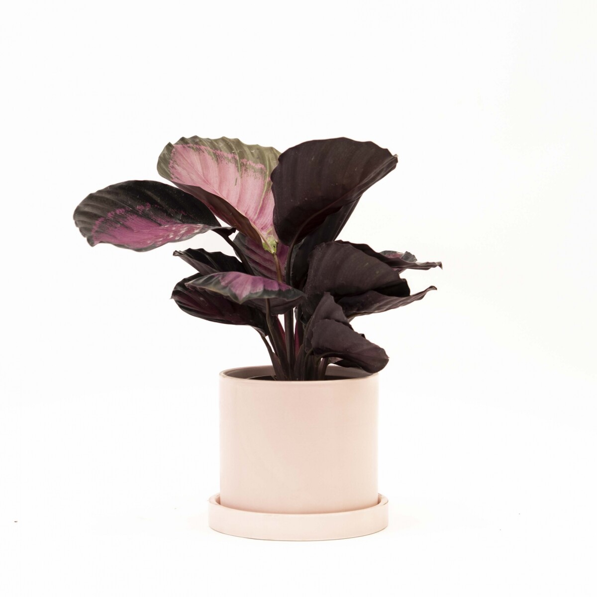 CALATHEA - CON MACETA CERAMICA CON PLATO ROSA 