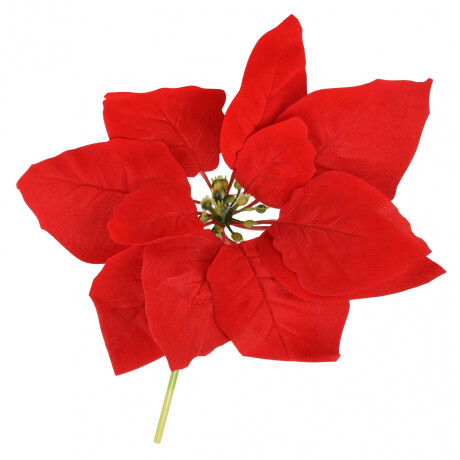 FLOR ESTRELLA FEDERAL FLOR ESTRELLA FEDERAL