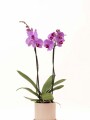 ORQUÍDEA CON MACETA GRIS