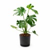 MONSTERA EN MACETA CERAMICA CON PLATO NEGRA