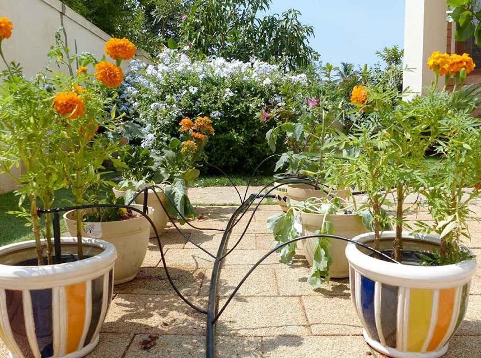 Cuatro goteros 2,6lts/hr con micro tubo y distribuidor - 2salidas 