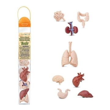Tubo Safari Partes Humano Organos Biología Ciencia Niños Tubo Safari Partes Humano Organos Biología Ciencia Niños