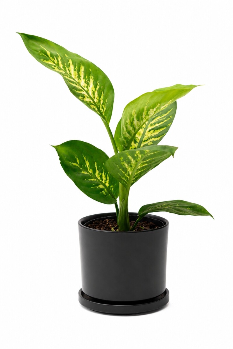 DIEFFENBACHIA EN MACETA CERAMICA - NEGRA 