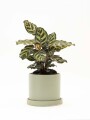 CALATHEA CON MACETA CERAMICA CON PLATO VERDE AGUA