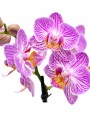 ORQUÍDEA PHALAENOPSIS MINI ORQUÍDEA PHALAENOPSIS MINI