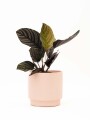 CALATHEA CON MACETA CERAMICA ROSA
