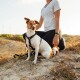 Arnes H de paseo Cachorreiros Black Talle M