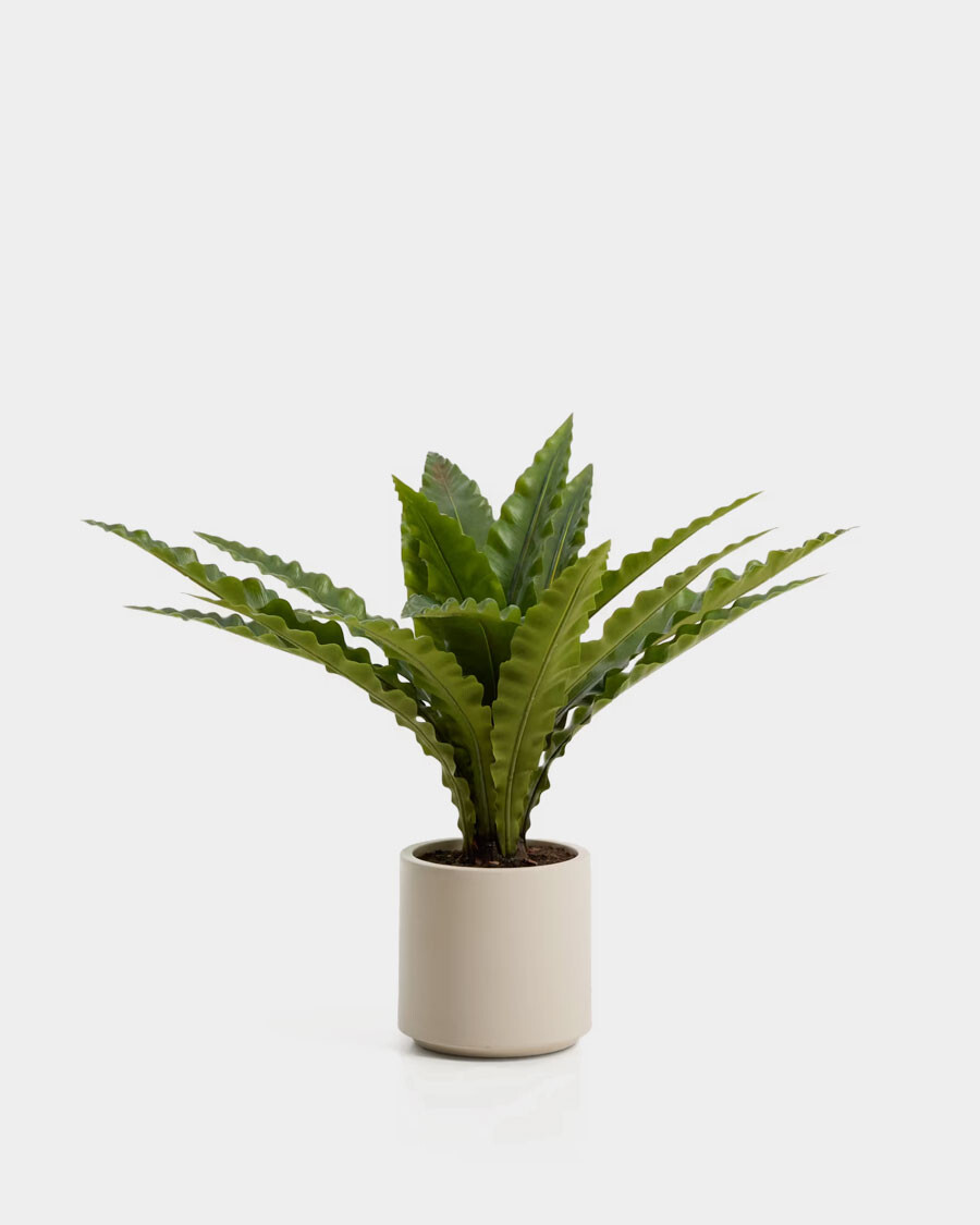 Planta artificial Neottopteris con maceta blanca 70 cm Planta artificial Neottopteris con maceta blanca 70 cm