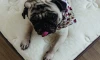 Cama Mascota - Beige Cama Mascota - Beige
