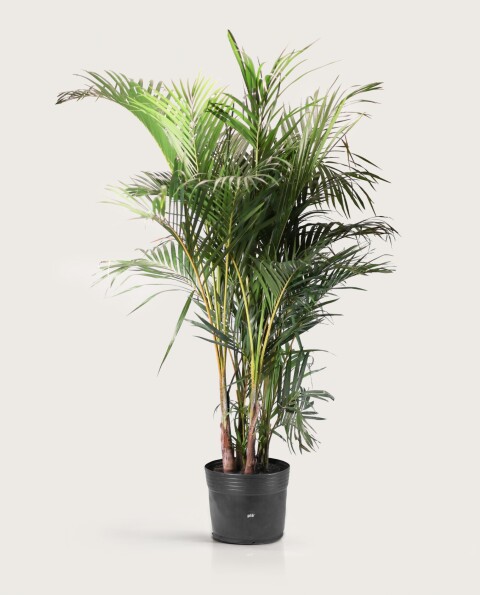 Palmera Areca M 1.4m