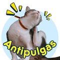 Rascadores para gato
