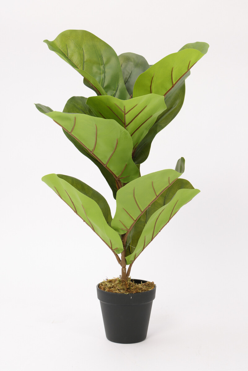 Planta Higuera 70cm - Color Unico 