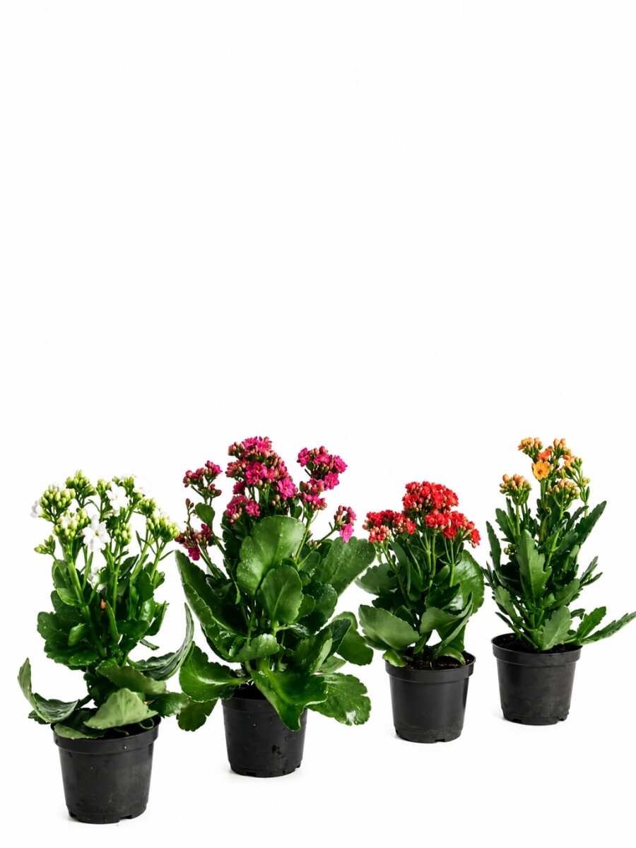 KALANCHOE KALANCHOE
