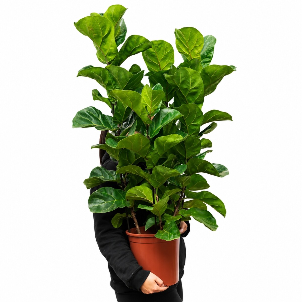 FICUS LYRATA 3 VARAS 