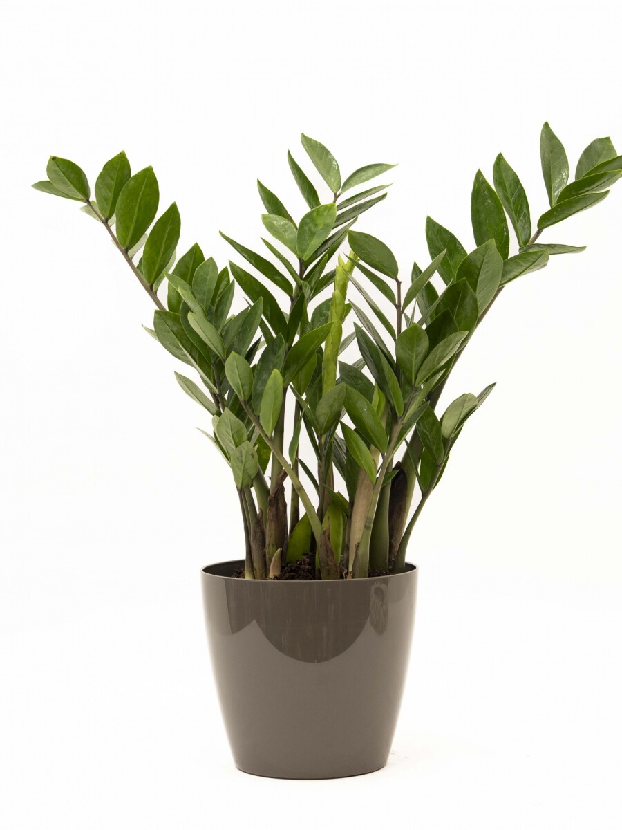 ZAMIOCULCA CON PORTAMACETA PLASTICA TAUPE BRILLO