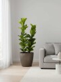 FICUS LYRATA 2 RAMAS CON PORTAMACETA PLASTICO TAUPE BRILLO