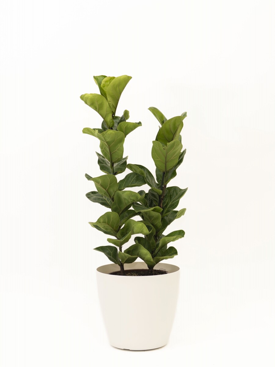 FICUS LYRATA 2 RAMAS CON PORTAMACETA PLASTICO COLOR BLANCO MATE