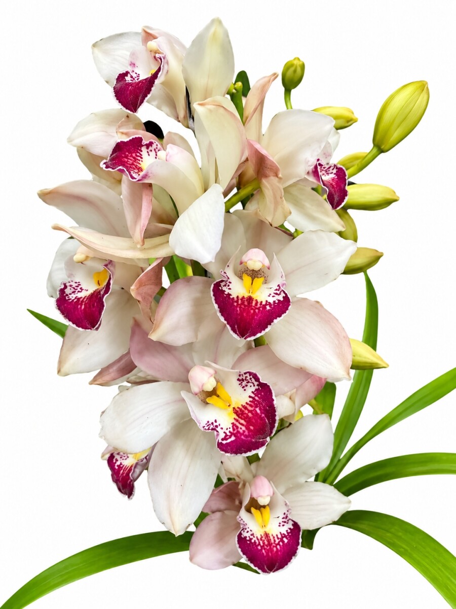 ORQUIDEA CYMBIDIUM ORQUIDEA CYMBIDIUM